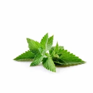 Menthe / Mint  (pack)