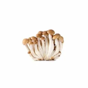 Champignon shimje marron (BQT)