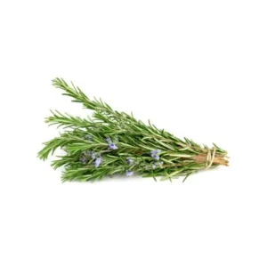 Romarin / Rosemary  (pack)