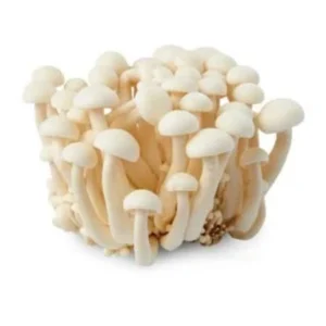 Champignon shimje blanc (BQT)